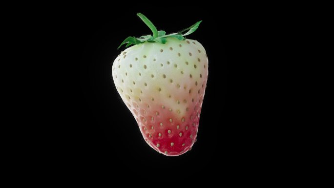 【透明通道】草莓生长成熟