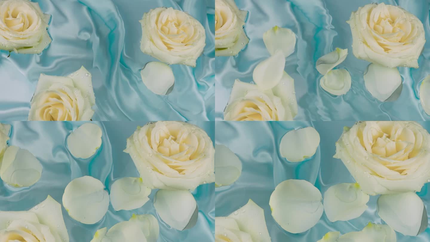 白色的玫瑰花瓣落在水面上，蓝色背景上漂浮着玫瑰花。