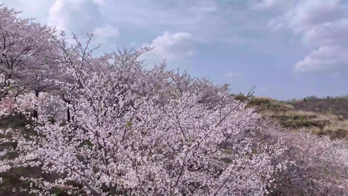 春天唯美浪漫樱花海