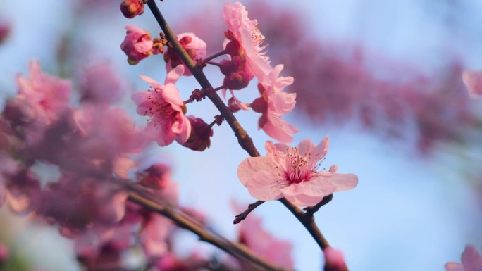 粉红色的梅花在早春盛开