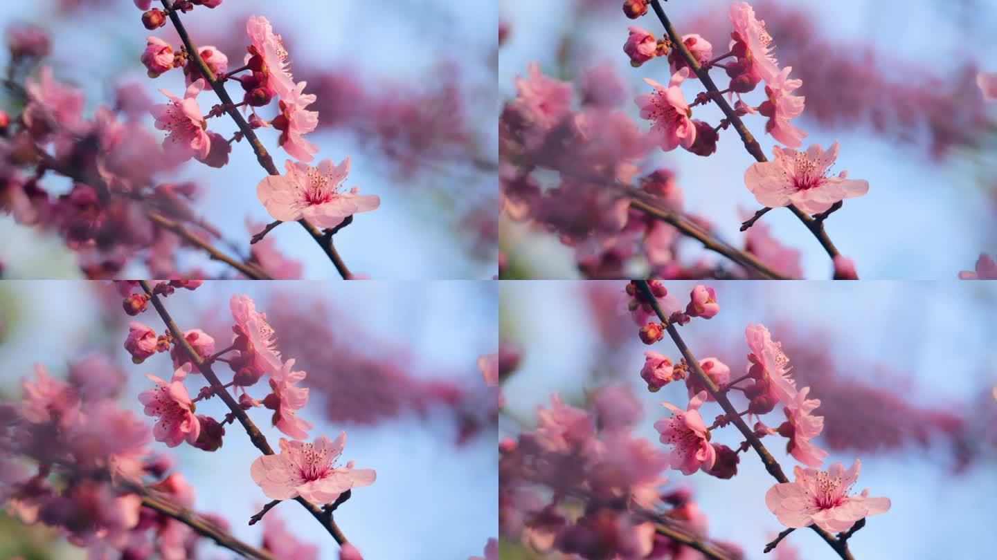 粉红色的梅花在早春盛开