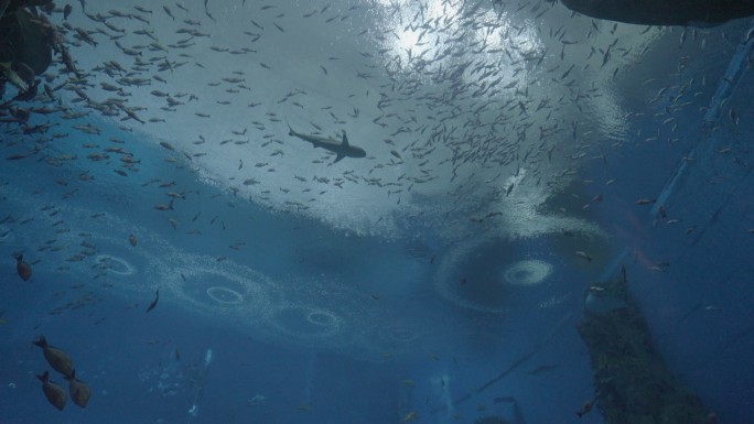 海南三亚陵水富力欢乐海洋世界 鲨鱼