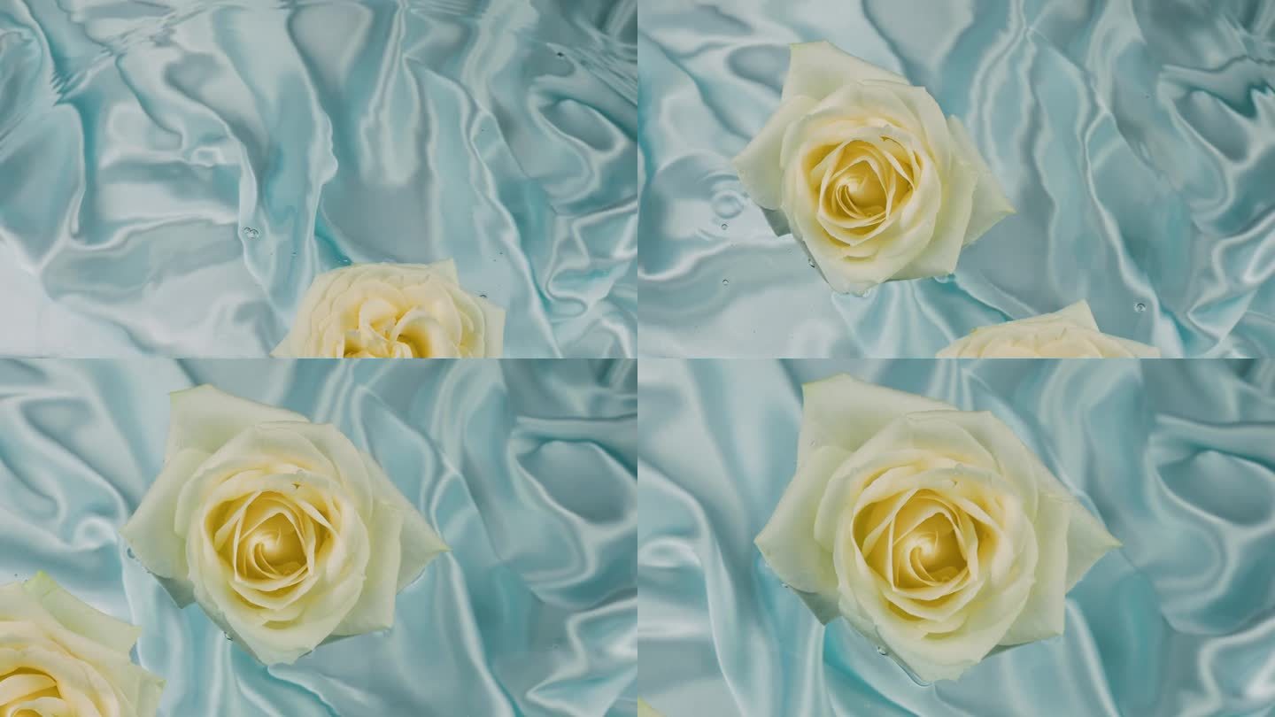 浅蓝色的背景上，白色的玫瑰花落在水面上。