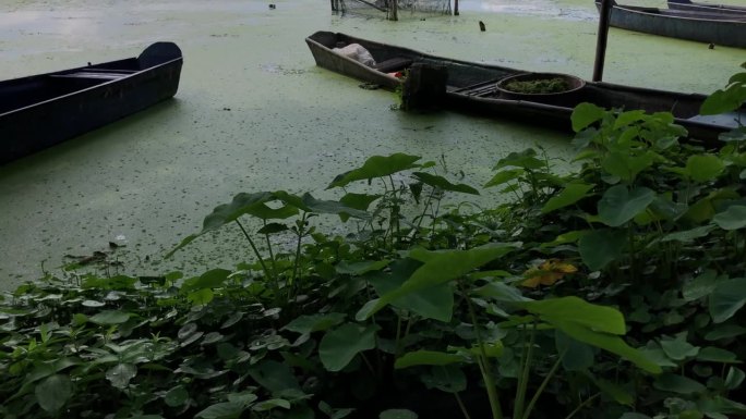 停泊在湖边的渔船被发芽的卷叶莴苣和入侵的水生植物感染。跟踪拍摄