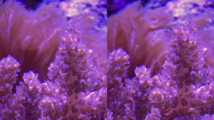 人造光下水族馆里软珊瑚的刺状触须，美国