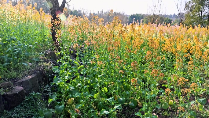 五彩油菜花实拍视频