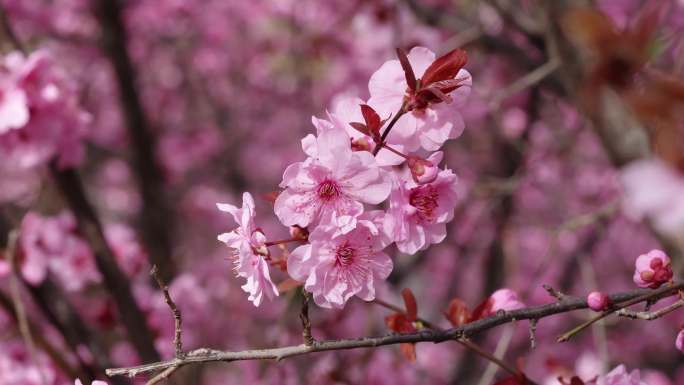 春天实拍美景 花朵