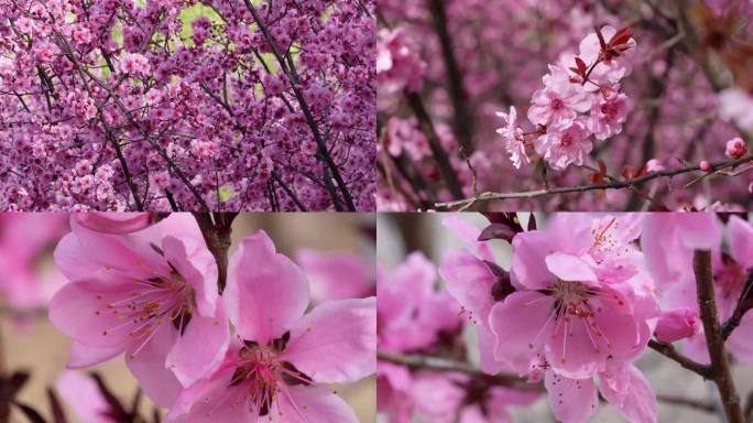 春天实拍美景 花朵