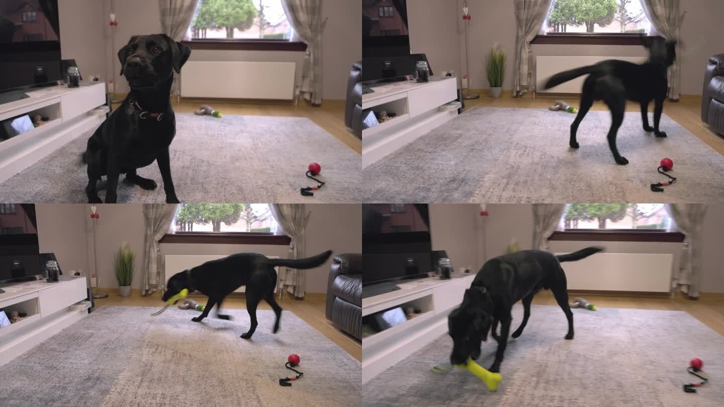 一只黑色的拉布拉多犬在玩耍时跳跃并拿起玩具的特写