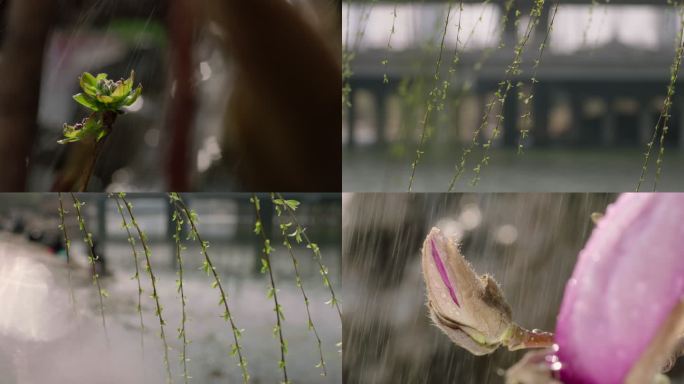 春芽 春雨 春天 发芽