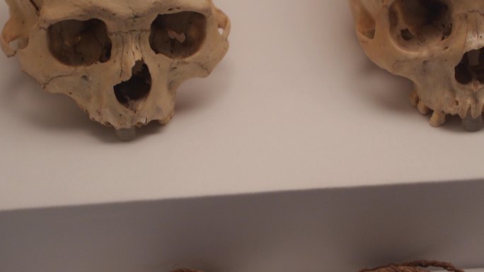 秘鲁印加博物馆印加帝国颅骨与编织鞋