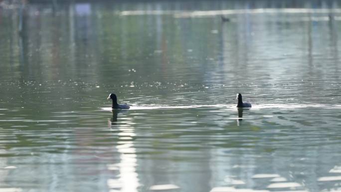 4K长焦实拍野鸭在湖中觅食