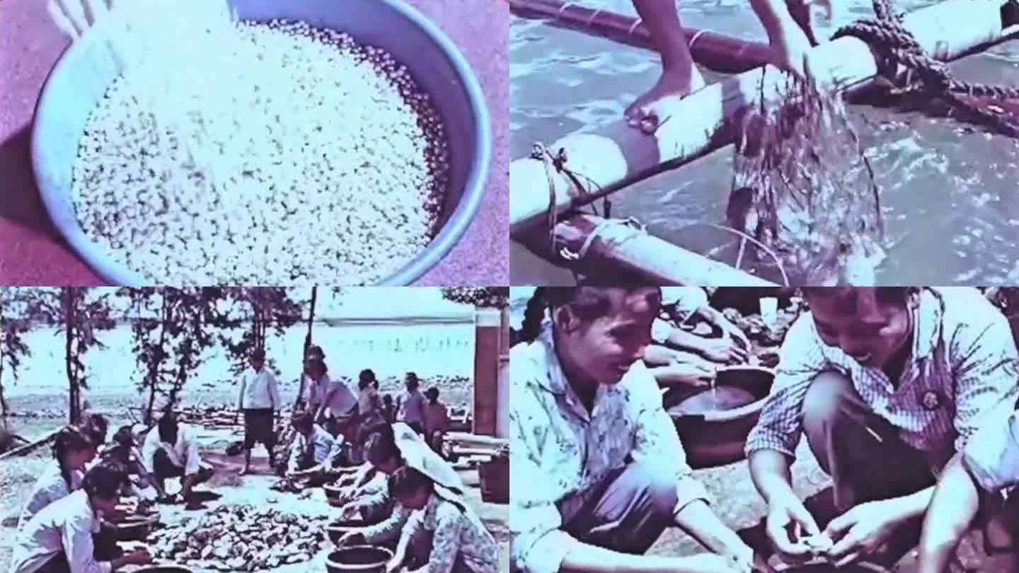 70年代 珍珠养殖 广东海康县