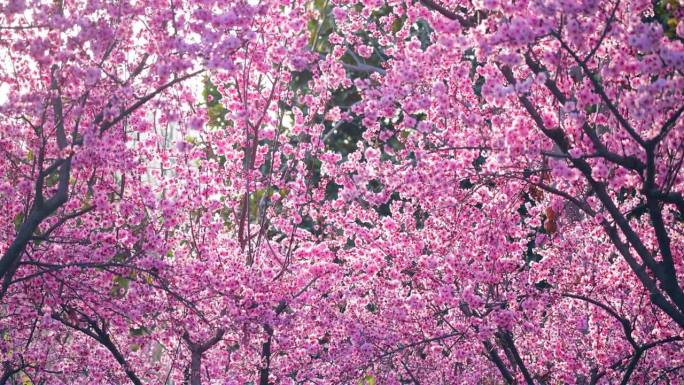公园里的梅花春季春天粉花树木