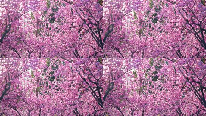 公园里的梅花春季春天粉花树木