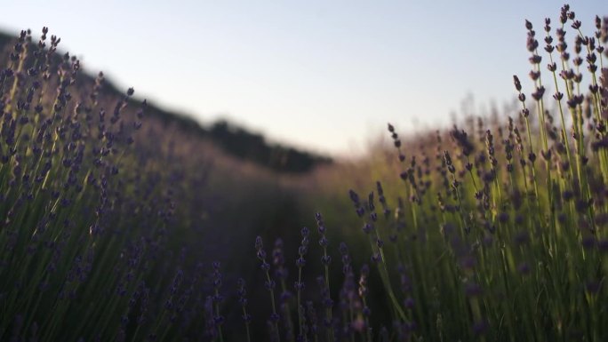 夕阳西下，一行行薰衣草盛开，芳香四溢。选择重点在薰衣草田薰衣草紫色芳香花丛。