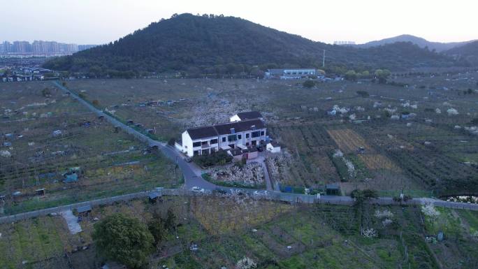 苏州树山梨花