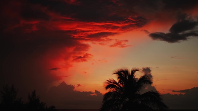 火红的热带日落，海面上有云。背景中有棕榈树。