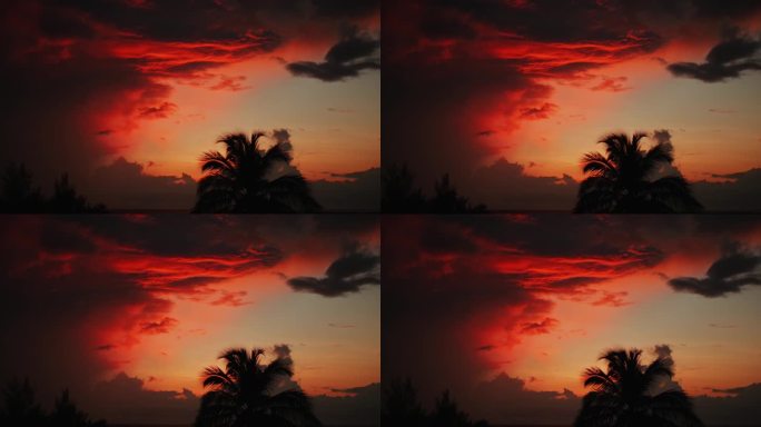火红的热带日落，海面上有云。背景中有棕榈树。