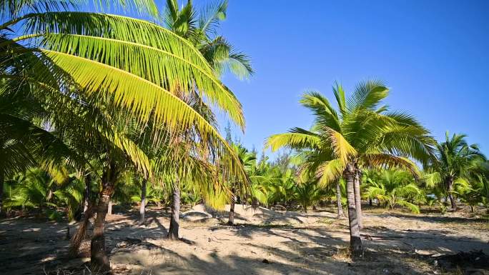 海南三亚蓝天下生长的绿色椰树