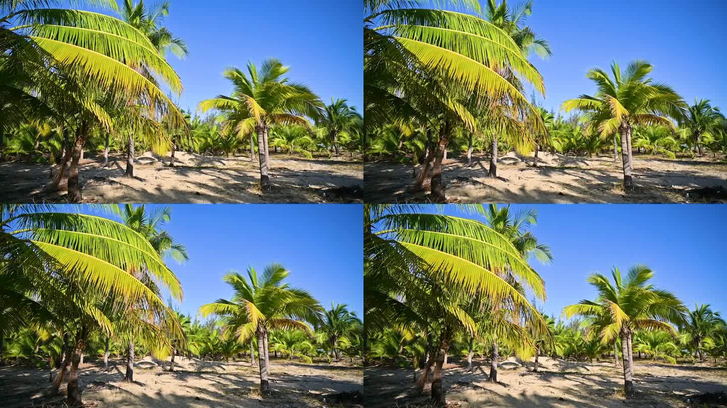 海南三亚蓝天下生长的绿色椰树