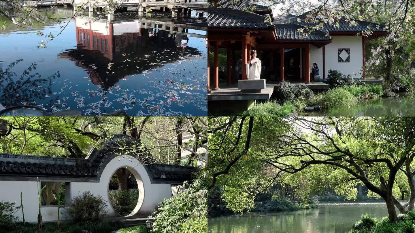 春天杭州风景区西湖曲院风荷的樱花风景游客