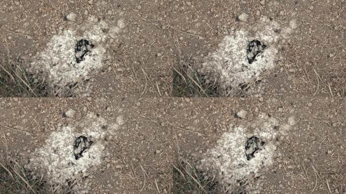 蚂蚁洞穴的特写镜头，显示巢穴附近的活动。