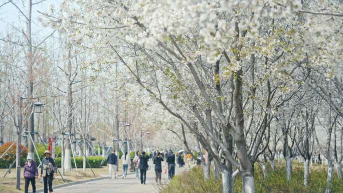 白色樱花 公园樱花 4K高帧