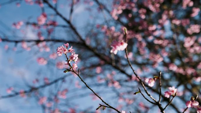 粉红色和白色的樱花花瓣在清冽的蓝天下随风摇曳