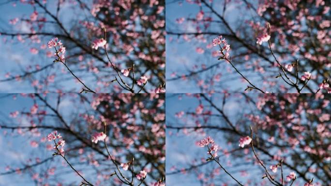 粉红色和白色的樱花花瓣在清冽的蓝天下随风摇曳