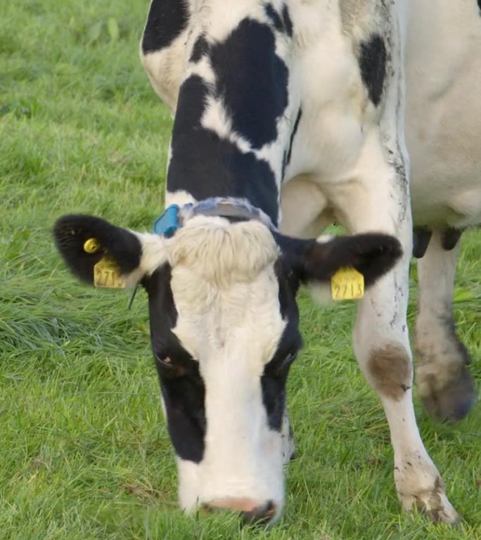 在爱尔兰的农田里，一头黑白斑点的奶牛心满意足地吃着茂密的绿草。垂直视频。