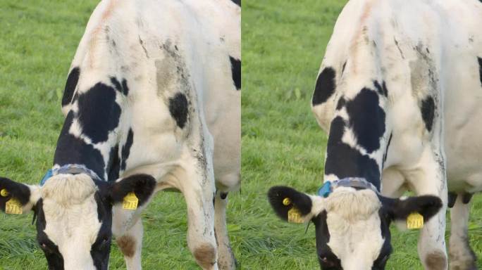 在爱尔兰的农田里，一头黑白斑点的奶牛心满意足地吃着茂密的绿草。垂直视频。