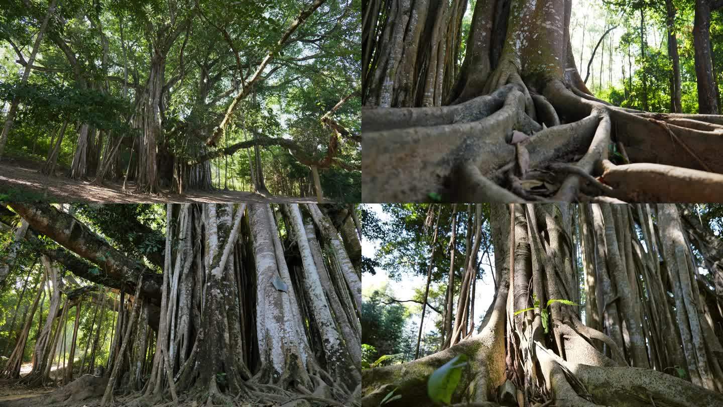 树王 一棵盘根错节的树