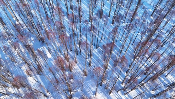 鸟瞰夕阳照耀的雪原红柳林