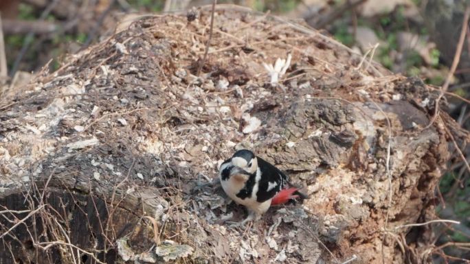 雄性大斑啄木鸟(Dendrocopos major)在腐烂的原木上啄洞——近距离慢动作