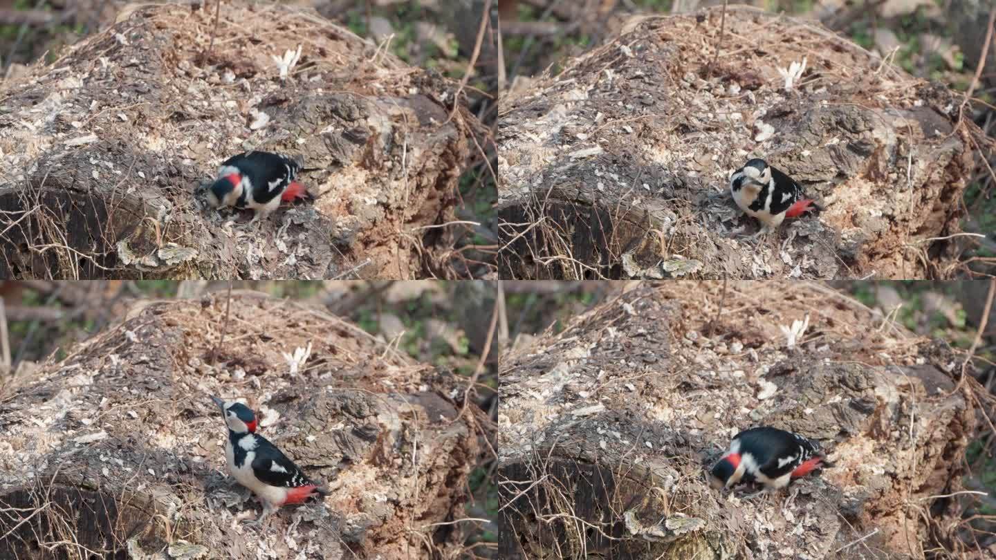雄性大斑啄木鸟(Dendrocopos major)在腐烂的原木上啄洞——近距离慢动作