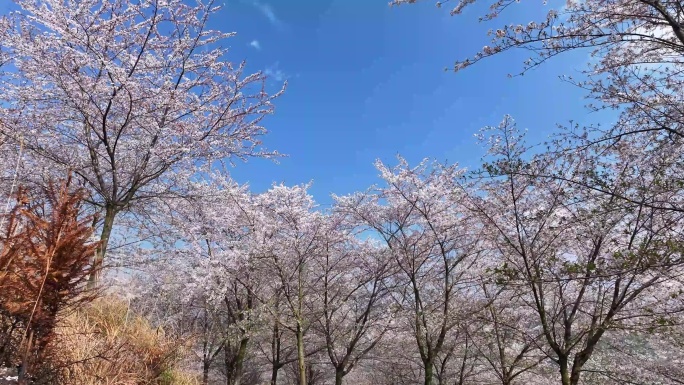 春天唯美浪漫樱花海