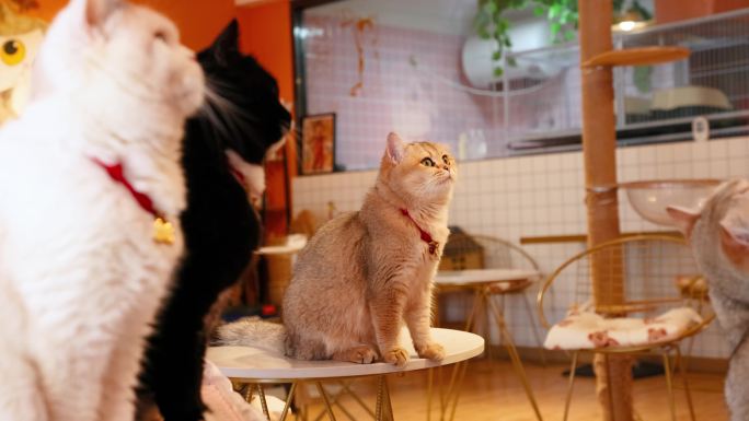 【4K】猫咖撸猫金渐层波斯猫陪伴宠物萌宠