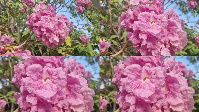 被称为玫瑰色喇叭树的蔷薇花在风中摇曳的特写。