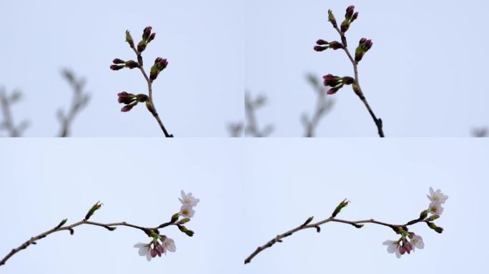 樱花 春天盛开的樱花 唯美樱花