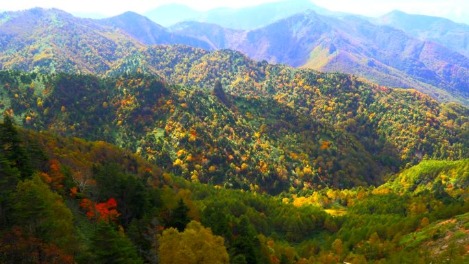 山坡上五彩缤纷的秋林:志贺县，涩笼县