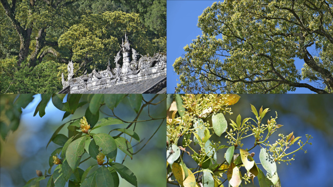 云峰山古树公园千年桢楠树林桢楠树开花