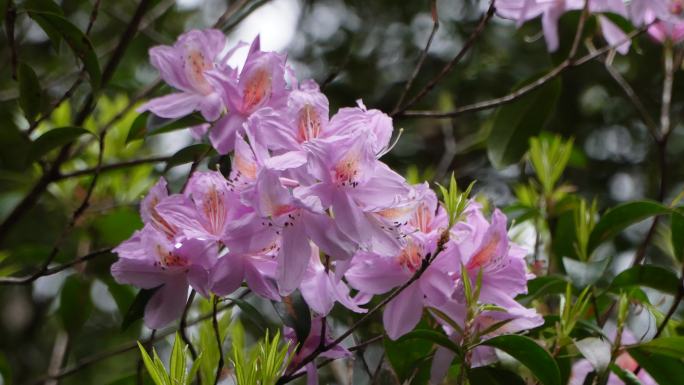 山谷杜鹃花