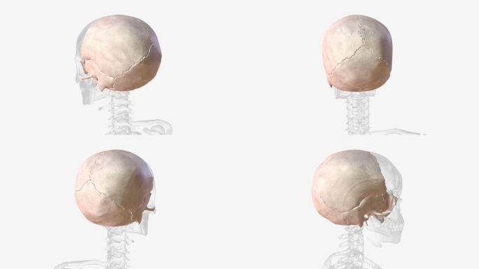 有八块骨头被认为是神经头盖骨的一部分。