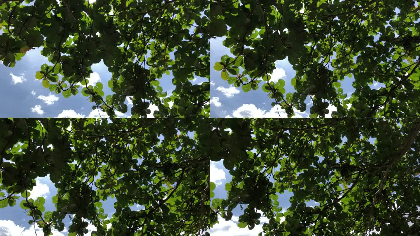 一棵大树的阔叶。从低角度拍摄的平移镜头