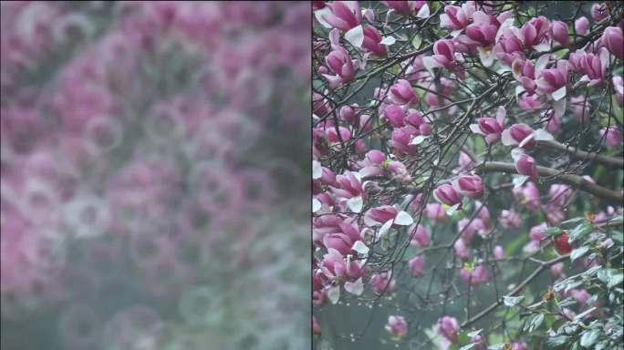 雨中鸟鸣玉兰花