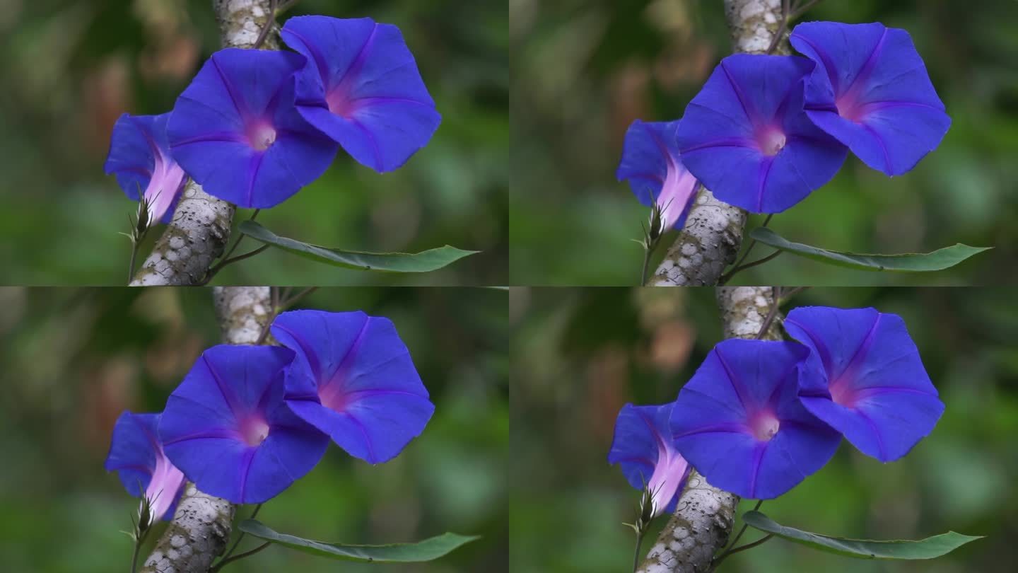 牵牛花(牵牛花，皮阁牵牛花，常春藤牵牛花，日本牵牛花)。花冠呈蓝色、紫色或几乎猩红色。喉部常呈白色。