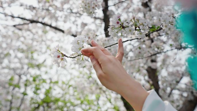 （简介有合集）戏曲樱花 手部特写