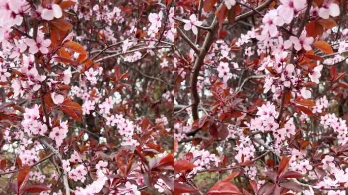 在西班牙马德里的雷蒂罗公园，自然背景上盛开的粉红色桃树