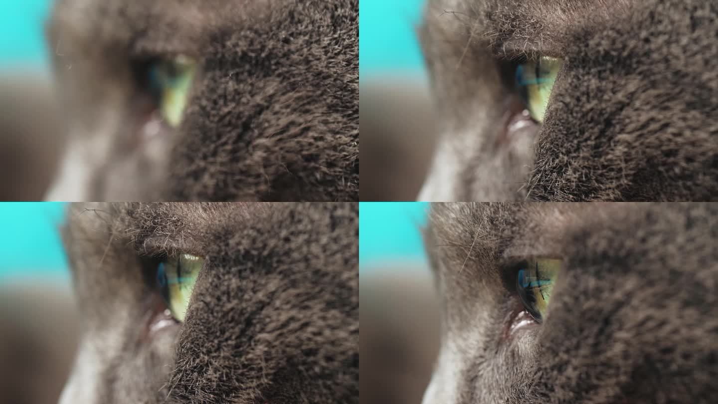 猫的眼睛和鼻子的特写照片，微距摄影，一只猫躺在沙发上